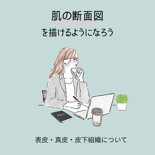 「肌の断面図を描けるようになろう」というカテゴリーのCTA。これをクリックすると、肌断面図を描けるようになる講座が表示されます。
